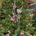X-Large Red Berry Spray with Snow