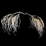 Warm White Flocked Light Up Hanging Branch Window Decoration 120cm