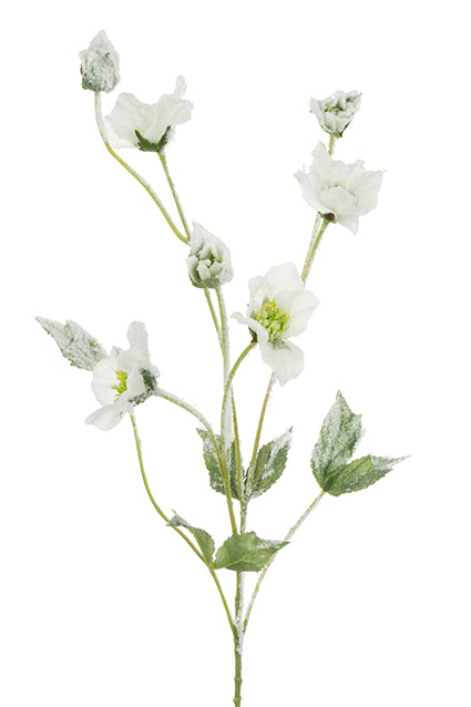 Snowstorm Hellebore 76cm