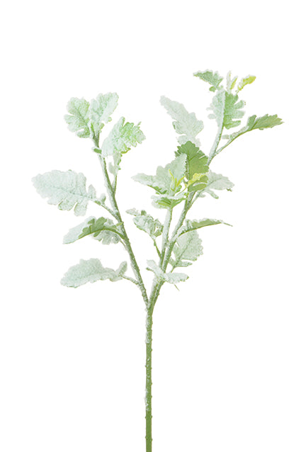 Snowstorm Dusty Miller 71cm