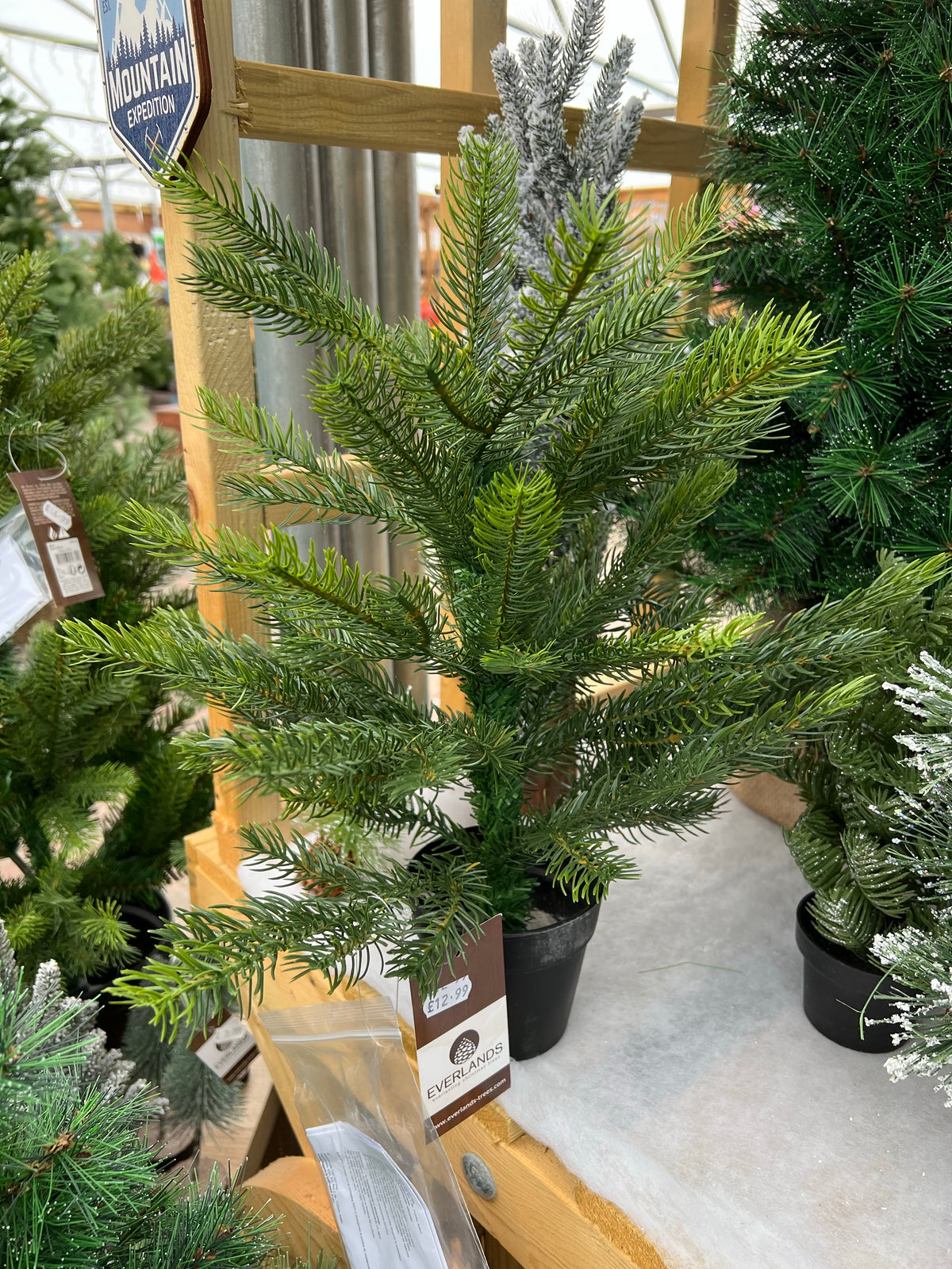 Everlands Grandis Mini Potted Christmas Tree