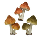 Foam Mushroom on a Clip