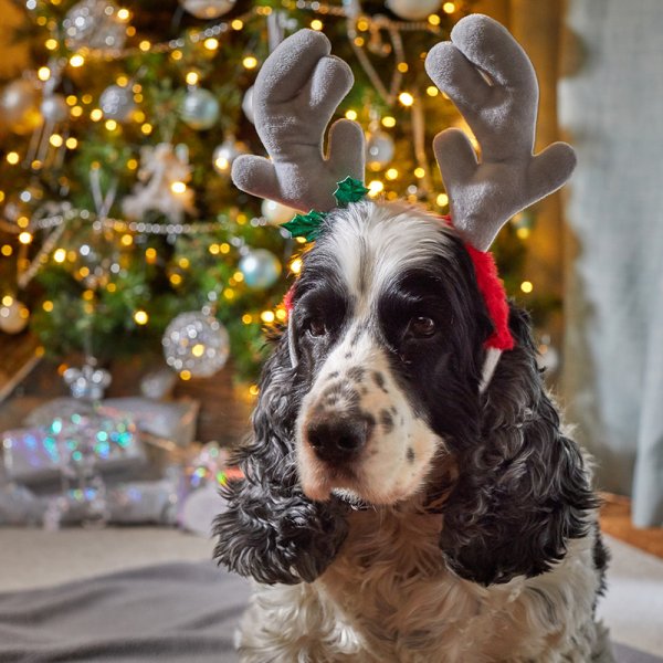 Rein-Dog Reindeer Antlers Christmas Dog Accessory
